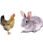 適合鴿子、禽類